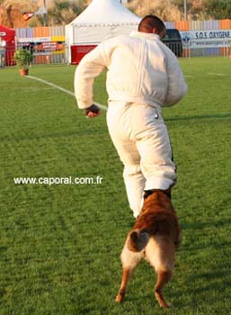 chien-blanc-recherche04