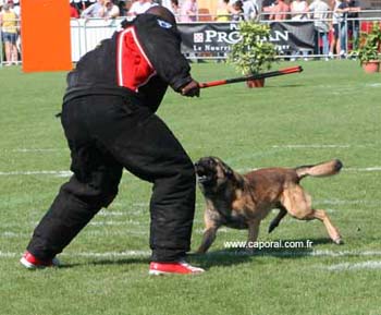 Rocco-Fausse