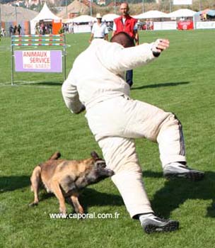 Rocco-Recherche01