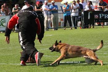 Rocco-valise06