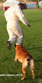 chien-blanc-recherche03