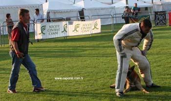chien-blanc-recherche05
