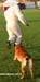 chien-blanc-recherche03